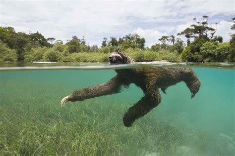 are sloths great swimmers